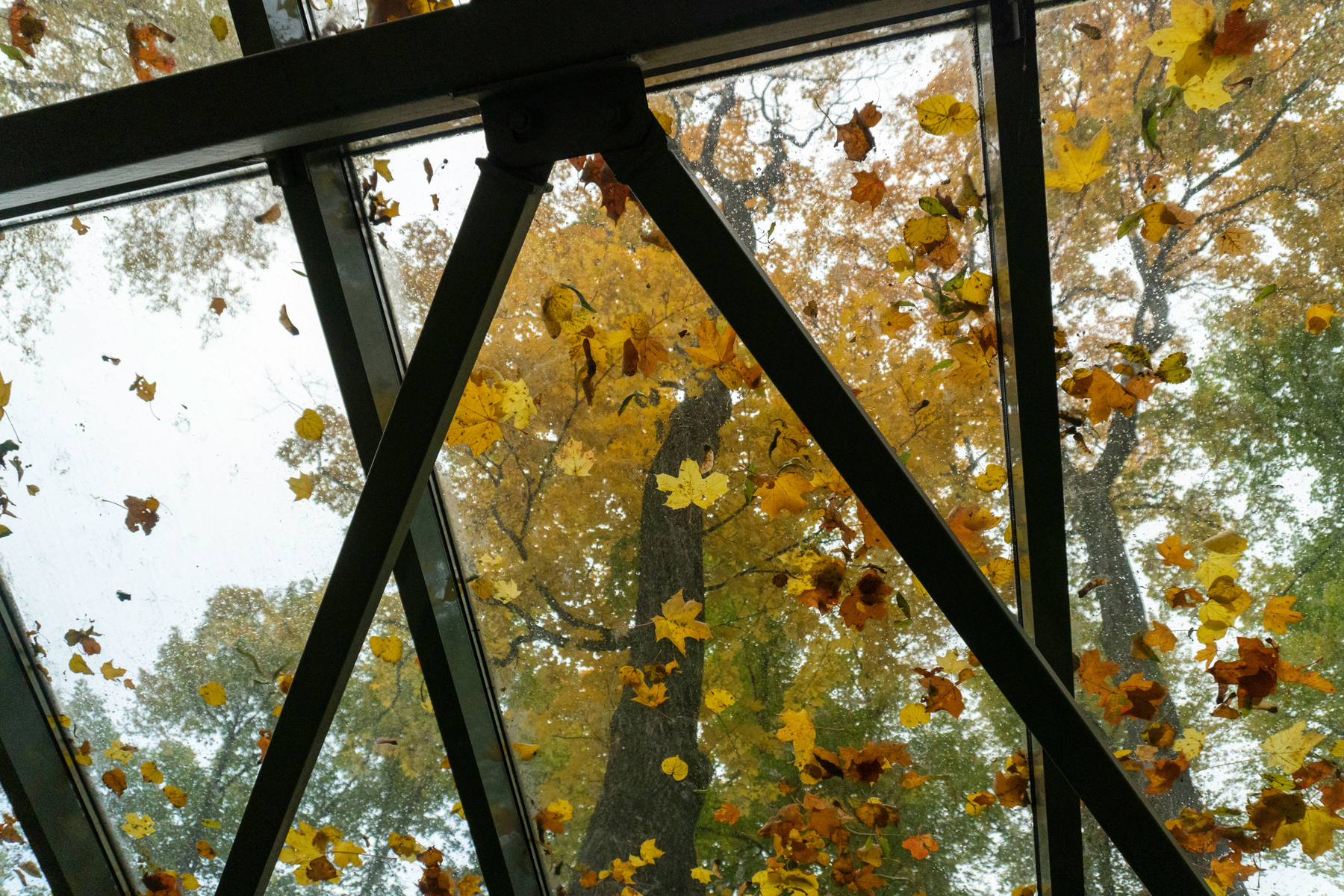 Herbstlaub auf einem Glasdach im Freien